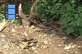 Sene 21_Morpho 8 multiple Morphos circulating around babana bait